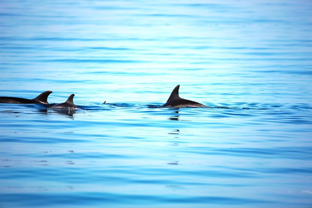 Moevenpick Resort El Sokhna Ajn Suchna Zewnętrze zdjęcie Spinner dolphins